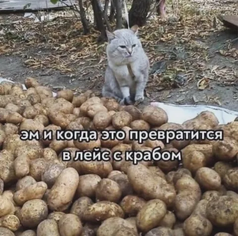 Кот ждёт чипсы с крабом