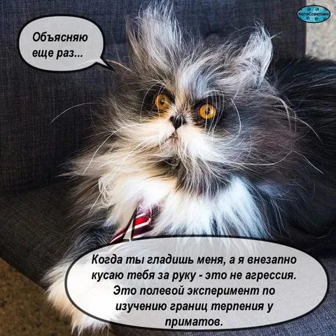 Кот объясняет укус за руку