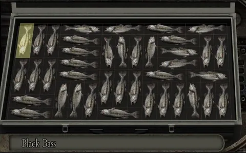 Black Bass Fish Collection