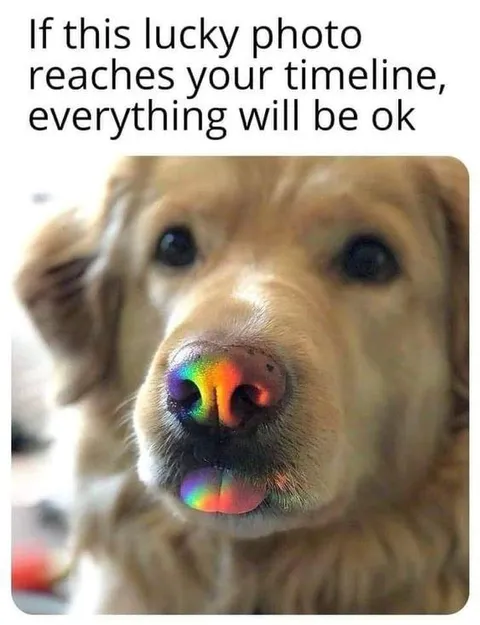 Lucky Dog Photo