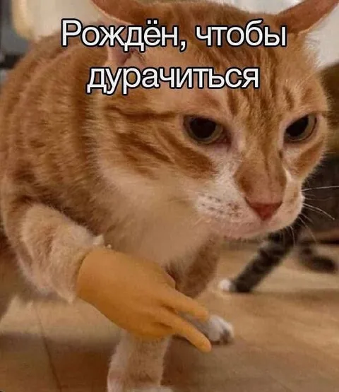 Рождён, чтобы дурачиться