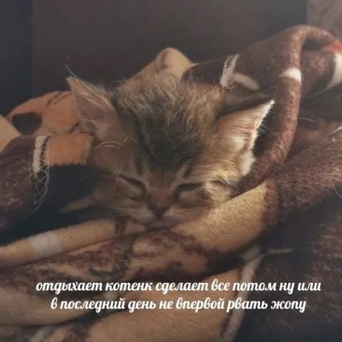 Котёнок всё сделает потом