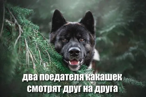 Два поедателя какашек