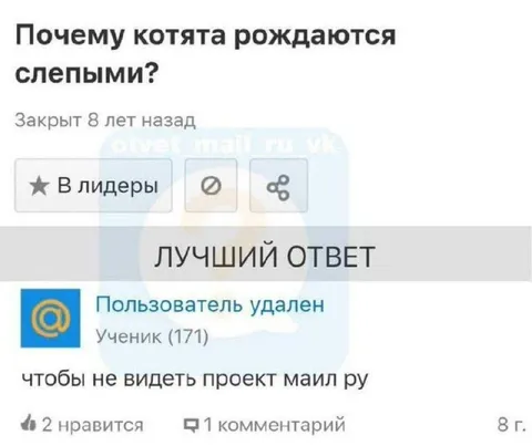 Почему котята рождаются слепыми