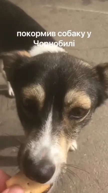 Покормив собаку у Чорнобилі