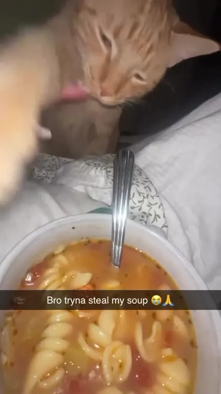 Cat Tries to Steal Soup
