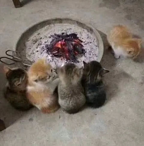 Котята греются у костра