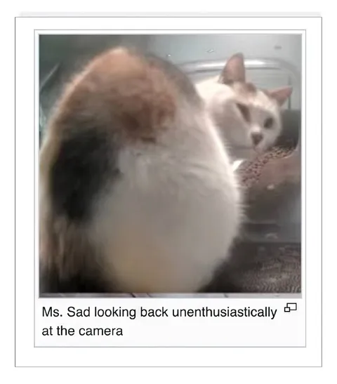 Ms. Sad Looking Back