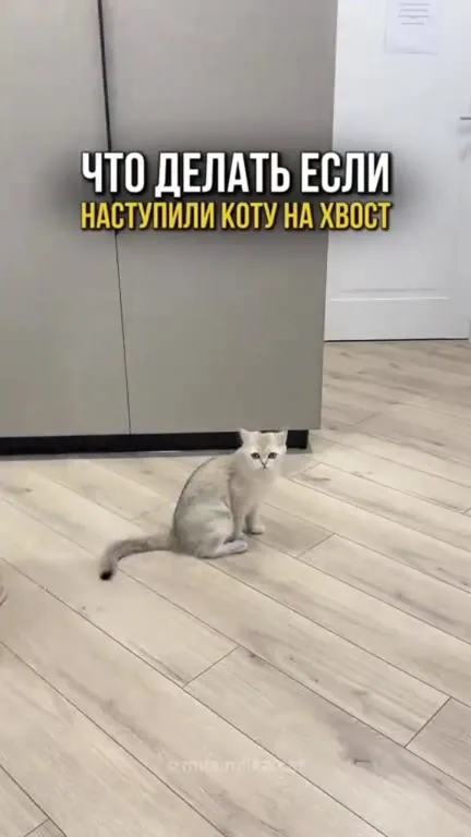 Что делать, если наступили коту на хвост