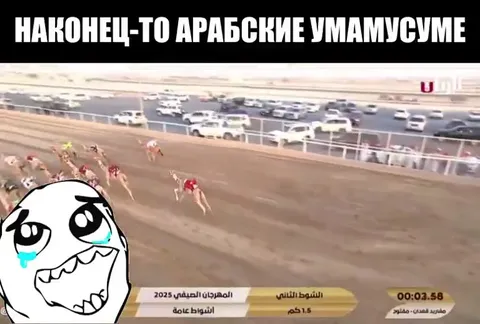 Наконец-то арабские умамусуме