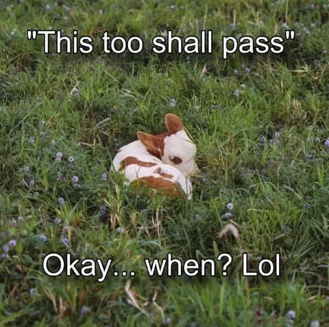 This Too Shall Pass Cat