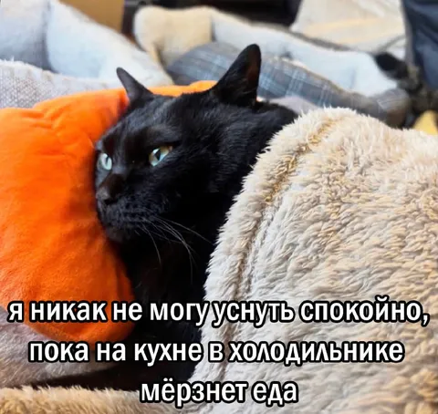 Кот не может уснуть из-за еды