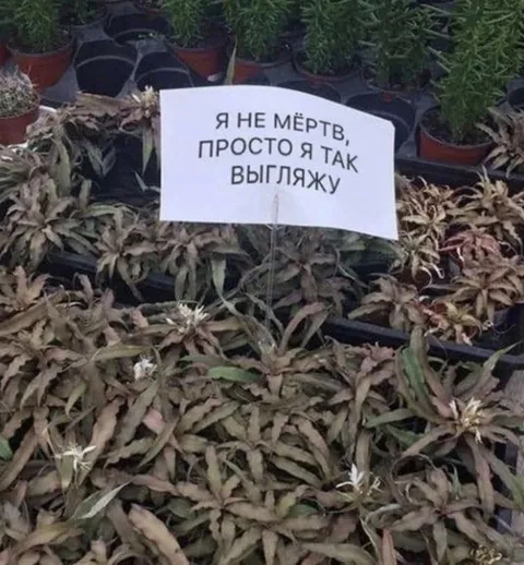 Я не мёртв, просто так выгляжу