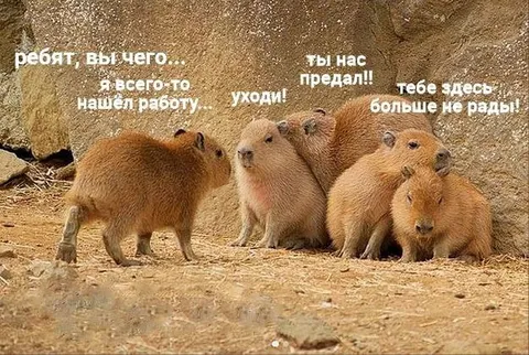 Капибара предала стаю
