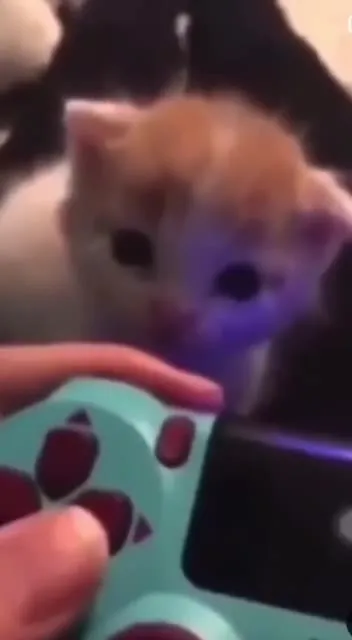 Котёнок играет на консоли