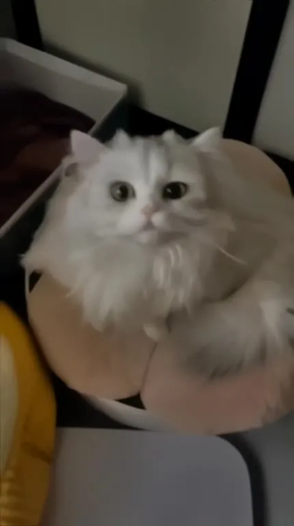 Котик на подушке мяукает