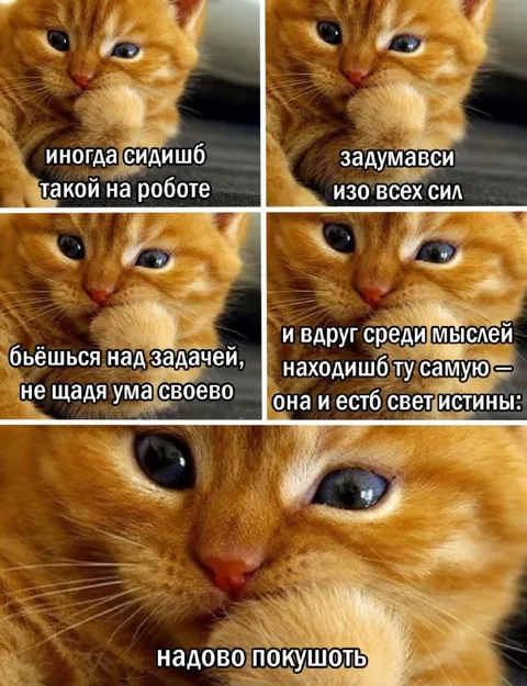 Кот понял, что хочет есть