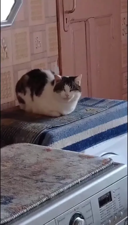 Кот задумчиво сидит на стиральной машине