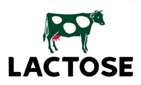 Cow Lactose Pun