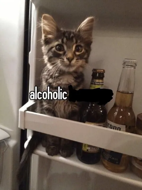 Alcoholic Cat in the Fridge