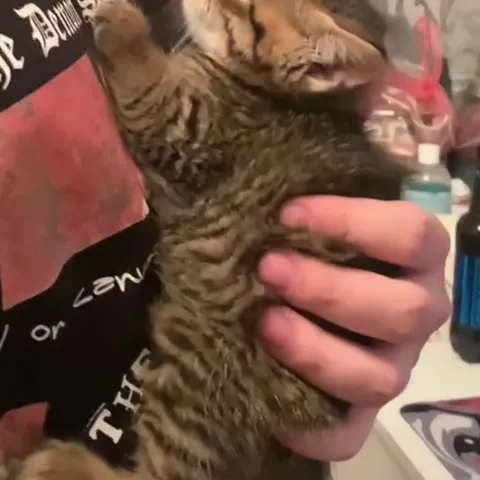 Кот наслаждается драмой