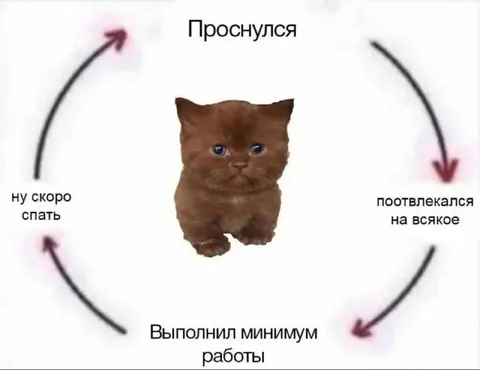 Цикл рабочего дня кота