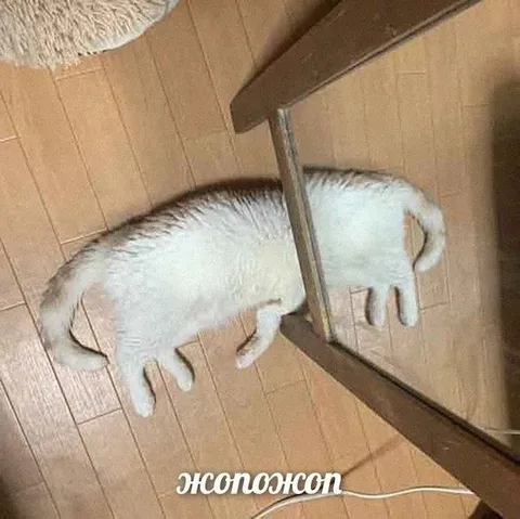 Кот с отражением жопожоп