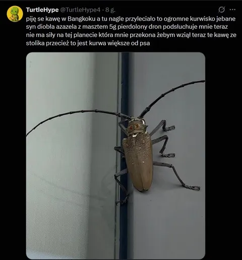 Ogromny owad w Bangkoku