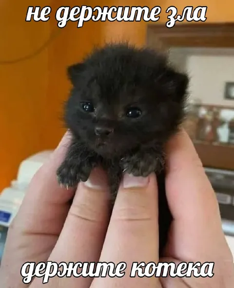 Не держите зла, держите котенка