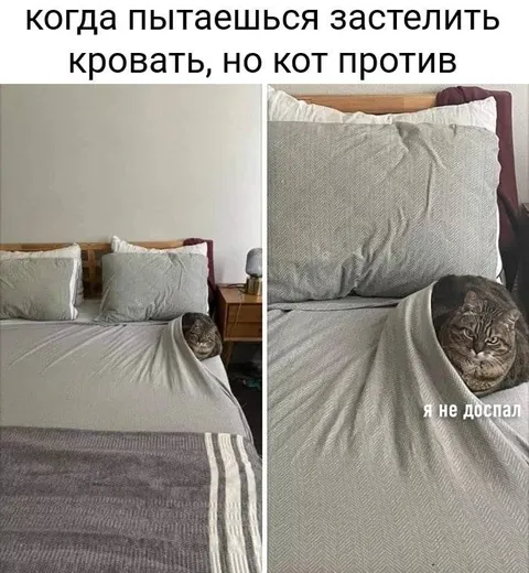 Кот не дает застелить кровать
