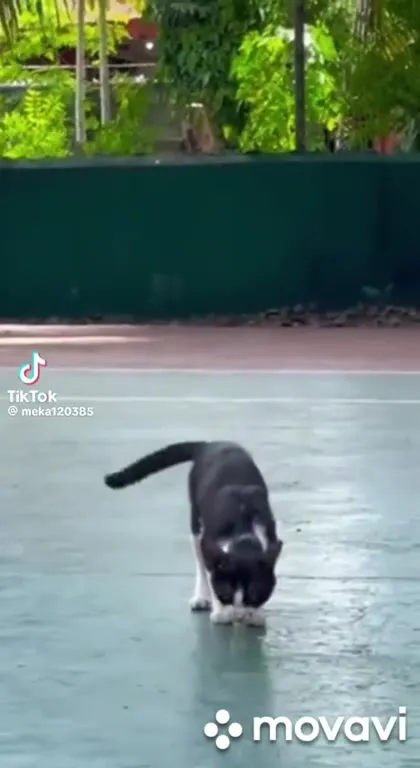 Кот охотится на птицу