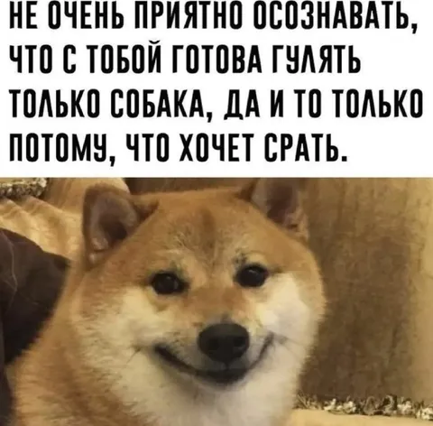 Гулять готова только собака