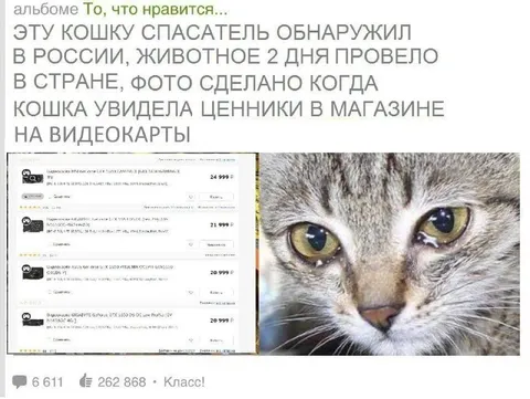 Кошка увидела цены на видеокарты