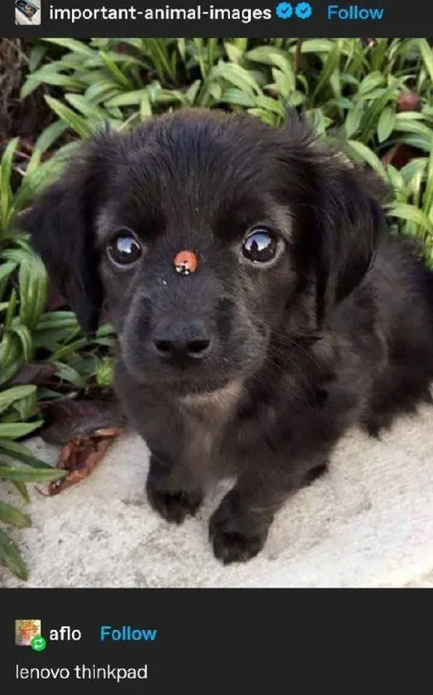 Lenovo ThinkPad Puppy
