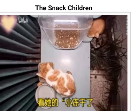 她的小冻干零食