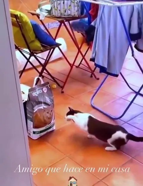 El amigo que hace en mi casa