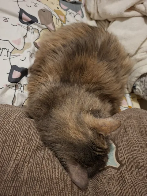 Кот уснул вниз головой
