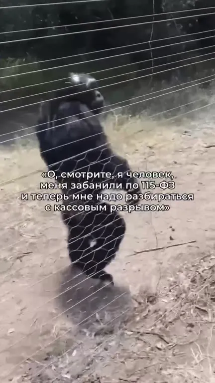 Обезьяна разбирается с кассовым разрывом
