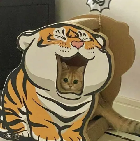 Кот в костюме тигра