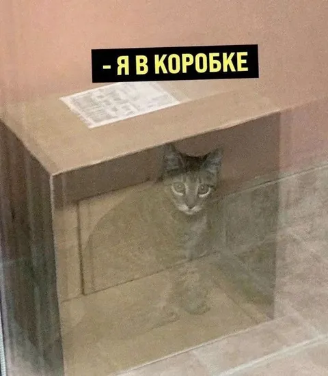 Я в коробке
