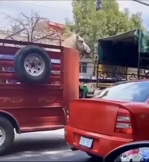 Caballo atrapado en el tráfico