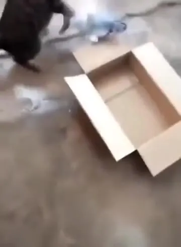 Кот охотится на игрушечную рыбу