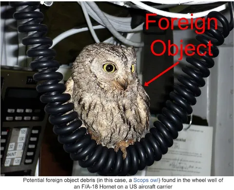 Foreign Object Owl on Aircraft Carrier