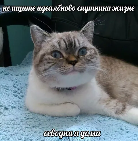 Идеальный спутник жизни дома