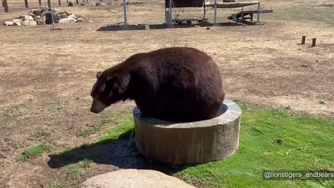 Медведь включает фонтан