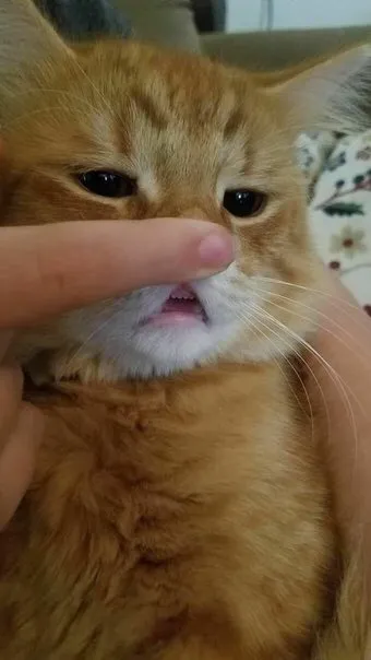 Кот с прижатым носом
