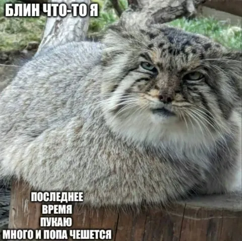 Манул после острой еды