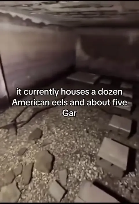 Underground Eel Pit Tour