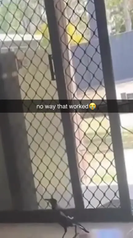 Fart Scares Bird Outside