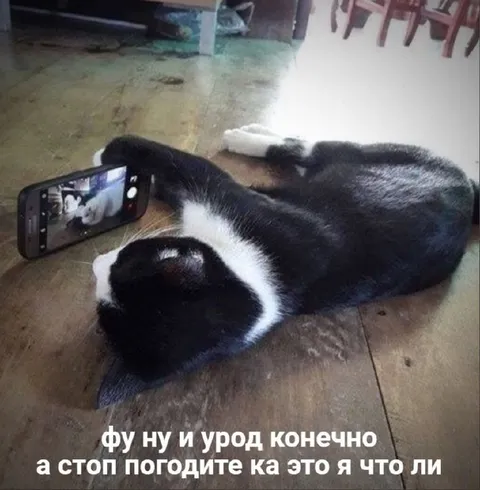 Кот увидел себя в телефоне